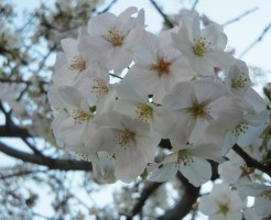 福岡の桜・2015春